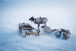 Rendeer Yamal Nenet migration