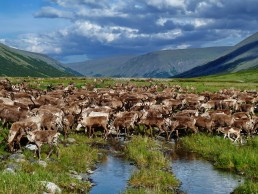 Yamal Polar Urals reindeers